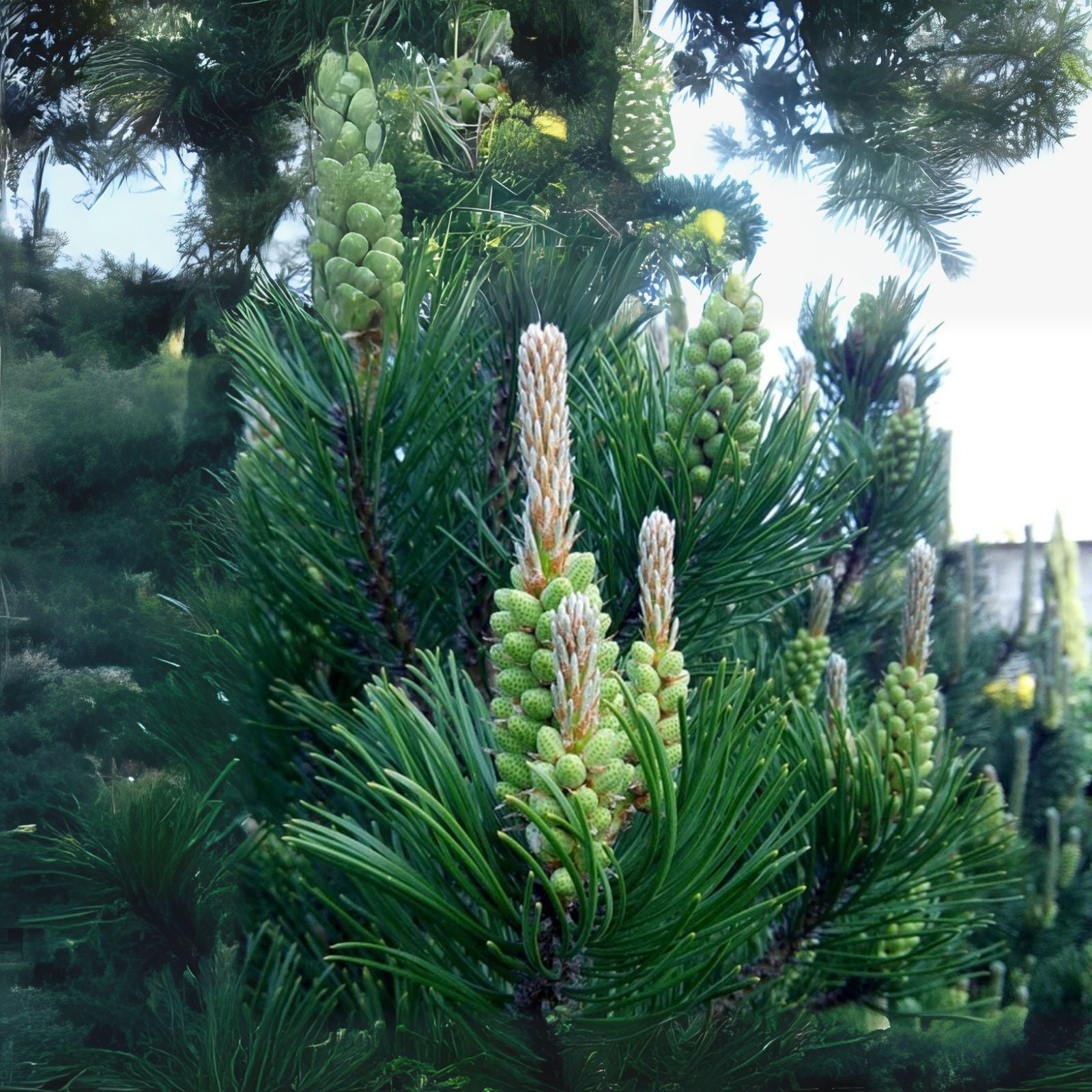 planting spruce seeds 30 White Spruce Tree Seeds for Planting - Picea glauca