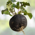 Black Radish Seeds for Planting - 250 Count - Rare Garden Vegetable - Raphanus sativus niger
