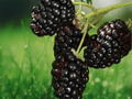 5 Starter Plugs Brazos Thorned Blackberry Rubus fruticosus