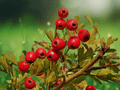 10 Seeds Crataegus opaca (Mayhaw) Native Fruit Tree