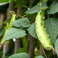 Wing Bean Seeds 20 Pack - Easy to Grow Exotic Asian Variety Psophocarpus tetragonolobus