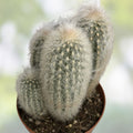 Espostoa lanata Old Man of the Mountain Cactus 5.5" Pot, Woolly White Spines, Indoor Succulent Plant #521R