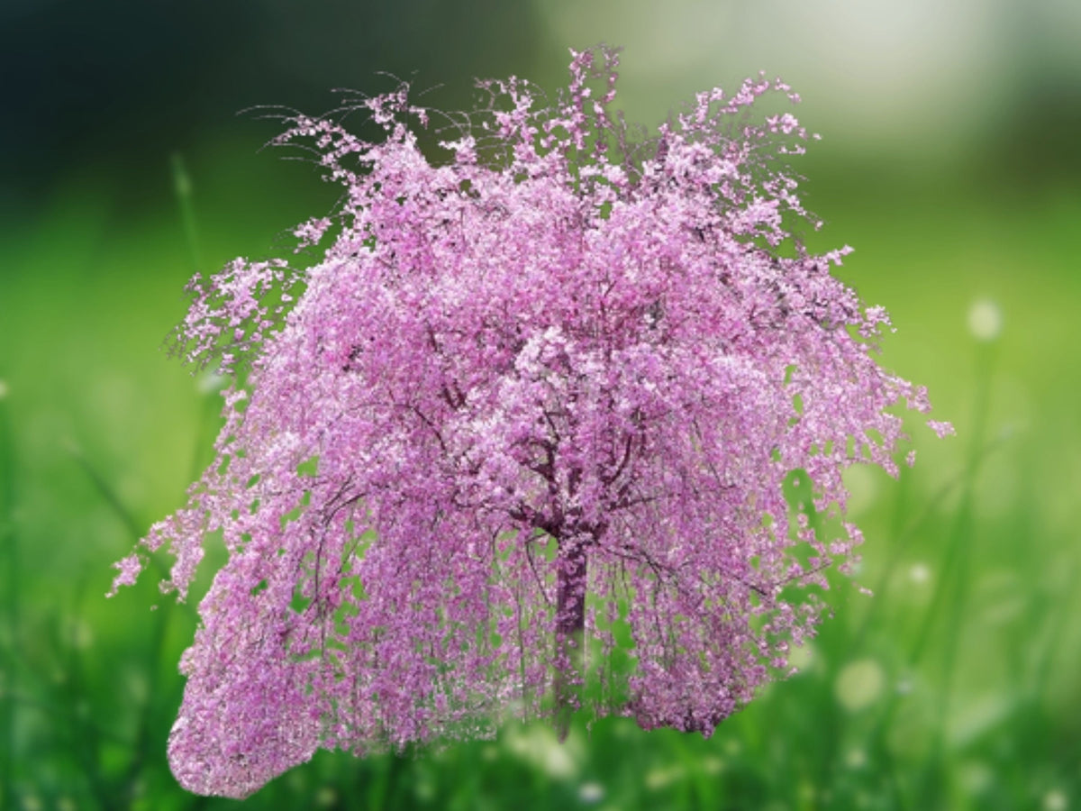 5 Seeds Weeping Purple Cherry Tree Ornamental Flowering Cascading Violet Blooms Hardy Garden Patio Landscape