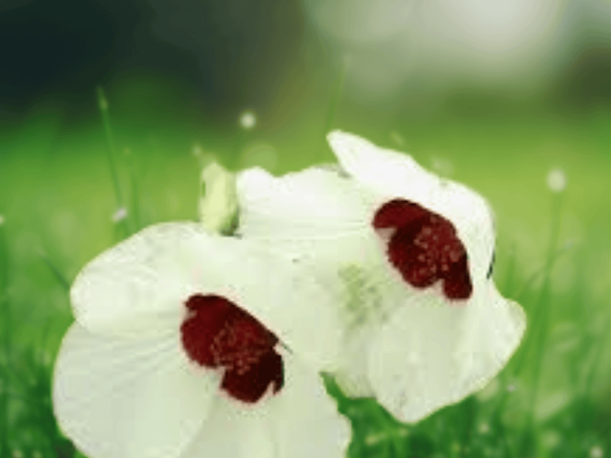 5 Seeds Hibiscus vitifolius Grape Leaved Hibiscus Flowering Plant