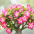 Desert Rose Seeds 100 Count Mixed Color Adenium Obesum for Gardening, Succulent Plant Seeds, Drought Tolerant, Easy to Grow