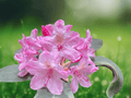 10 Seeds Rhododendron macrophyllum Bigleaf Rhododendron Pacific Northwest Native