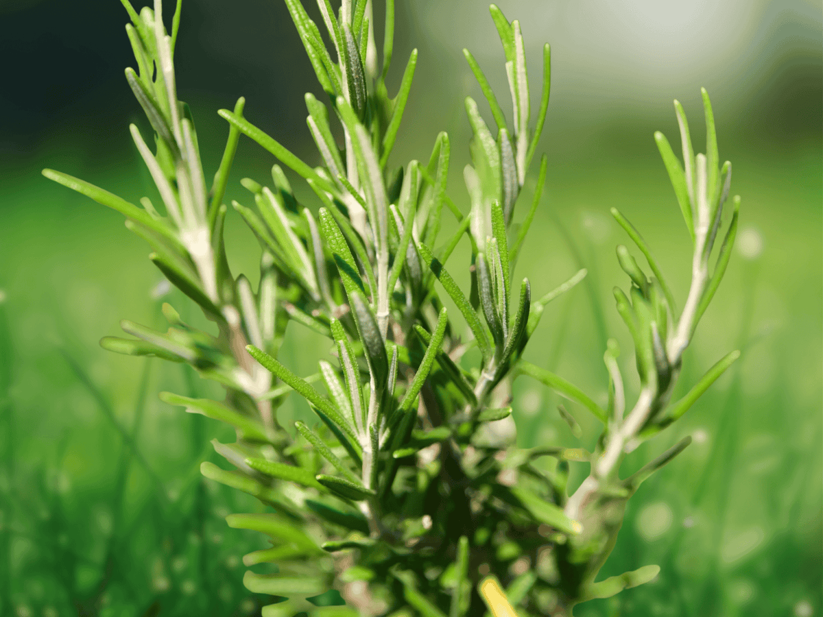 5 Seeds Rosmarinus officinalis ‘Arp’ Hardy Rosemary Culinary Herb Garden Plant