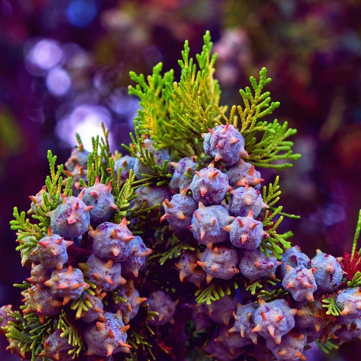 Oriental Arborvitae Tree Seeds 30 Pack - Platycladus orientalis for Planting and Landscaping
