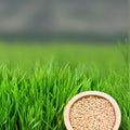 Wheat Microgreens Seeds 5 Pounds - Organic Wheat Berries for Germination - Triticum aestivum