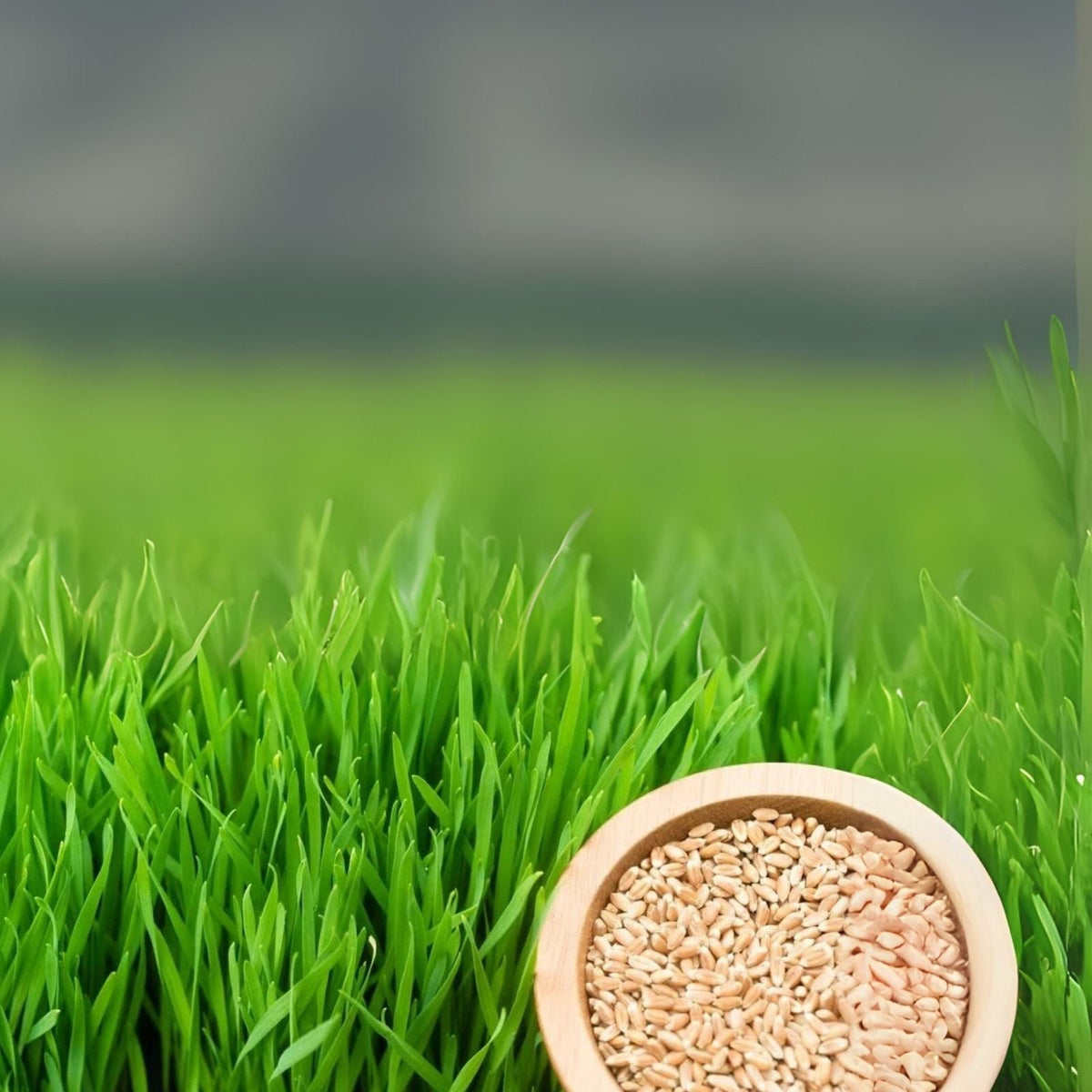 Wheat Microgreens Seeds 5 Pounds - Organic Wheat Berries for Germination - Triticum aestivum