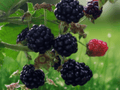 3 Live Plant Darrow Thorned Blackberry Rubus fruticosus Starter Plug