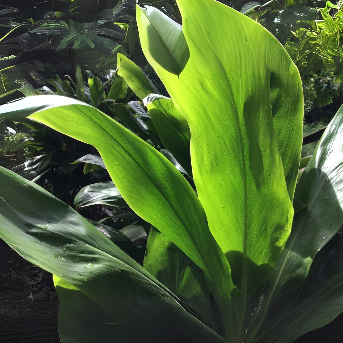 Hawaiian Green Ti Leaf Cuttings 6-inch Starter Logs x6 - Cordyline fruticosa