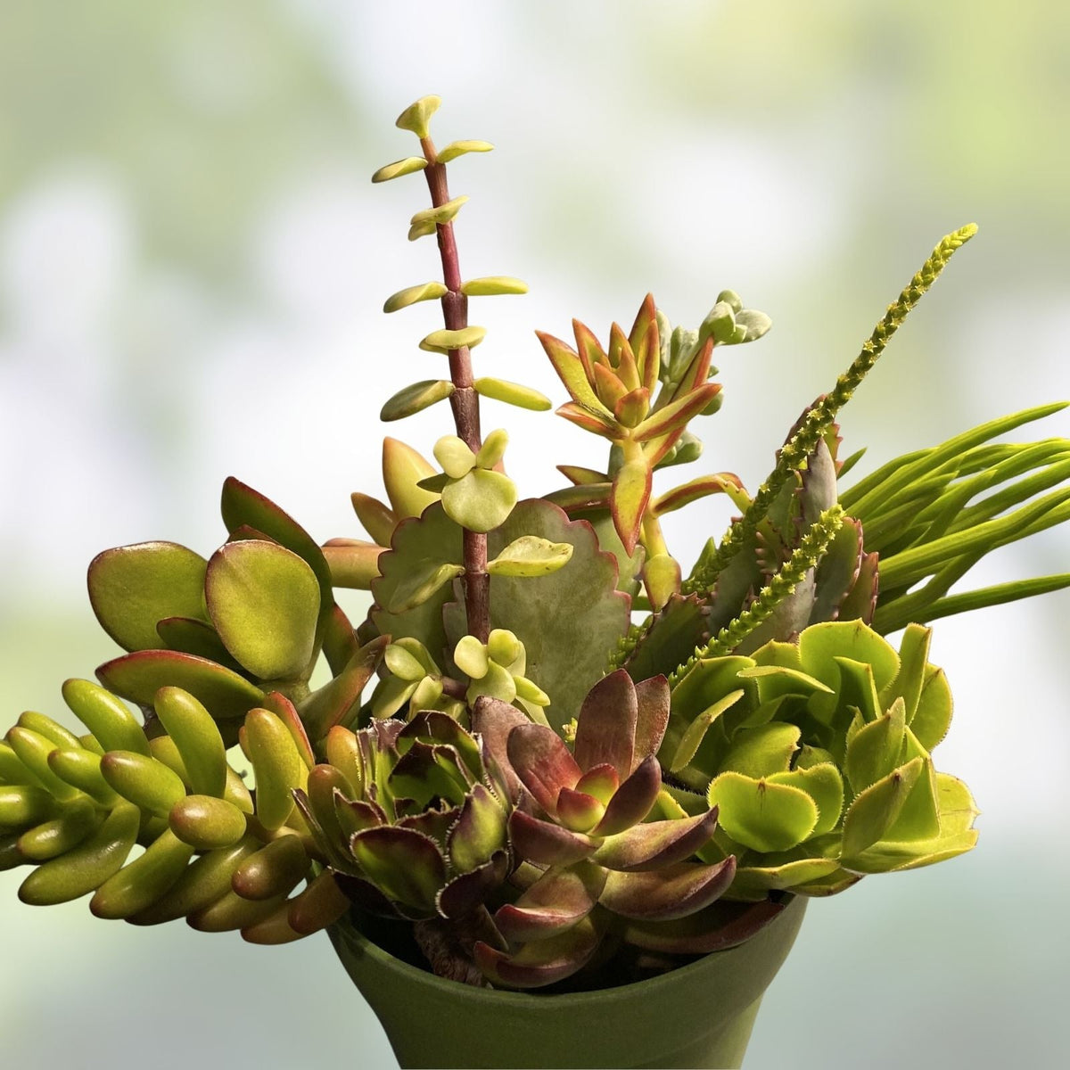 Large Succulent Cuttings Set with 2 Bonus Unique Color Varieties – Uncommon Propagation Succulents (Various Species)