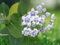 5 Seeds Calotropis gigantea Crown Flower Giant Milkweed Ornamental Shrub