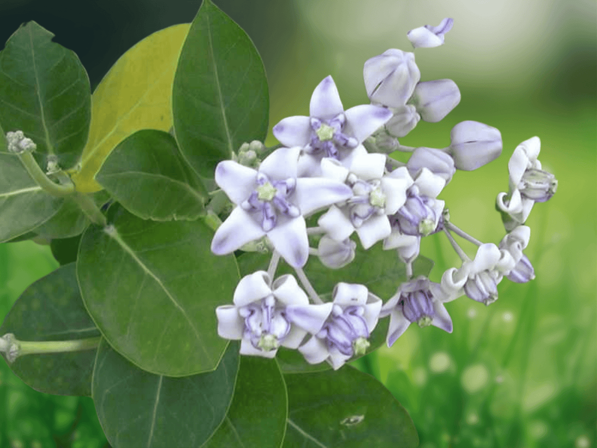 5 Seeds Calotropis gigantea Crown Flower Giant Milkweed Ornamental Shrub