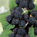 Jewel Black Raspberry Plant - Live Rooted Starter Plant - Midseason - Rubus idaeus - Zones 4-8