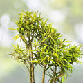 Willow Bonsai Tree Forest Kit - 8 Inch Pot, Soil, 15 Trees - Perfect for Beginners - Salix spp.