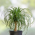 Ponytail Palm Seeds 20 Pack - Beaucarnea Recurvata - Exotic Indoor Houseplant Seeds for Gardening