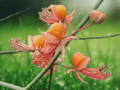 5 Seeds Caper Bush Capparis decidua Drought Tolerant Shrub