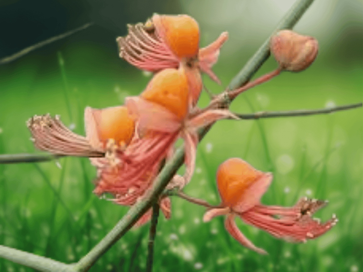 5 Seeds Caper Bush Capparis decidua Drought Tolerant Shrub