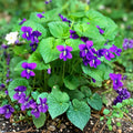 Purple Wild Violet Rhizomes 30+ Bareroot Organic Viola Odorata Edible Perennial Herbaceous Plant