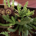 Unroot Stapelia Variegata Succulent Plant – Orbea Starfish Carrion Toad Cactus, Unique Low Maintenance Houseplant
