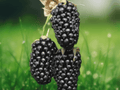 3 Live Plant Columbia Star Blackberry Thornless Rubus hybrid Starter Plug