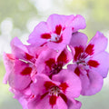 Geranium Live Plant 3" Pot Pink Red Perennial Pelargonium spp.