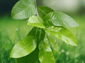 10 Seeds Gummy Gardenia Gardenia gummifera Rare Flowering Plant