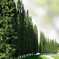 Green Giant Thuja Seeds 30+ Pack | Arborvitae Cedar Tree Seeds | Thuja plicata | Evergreen Landscaping Plant