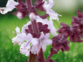 10 Seeds African Camphor Basil Ocimum kilimandscharicum Seeds Herb
