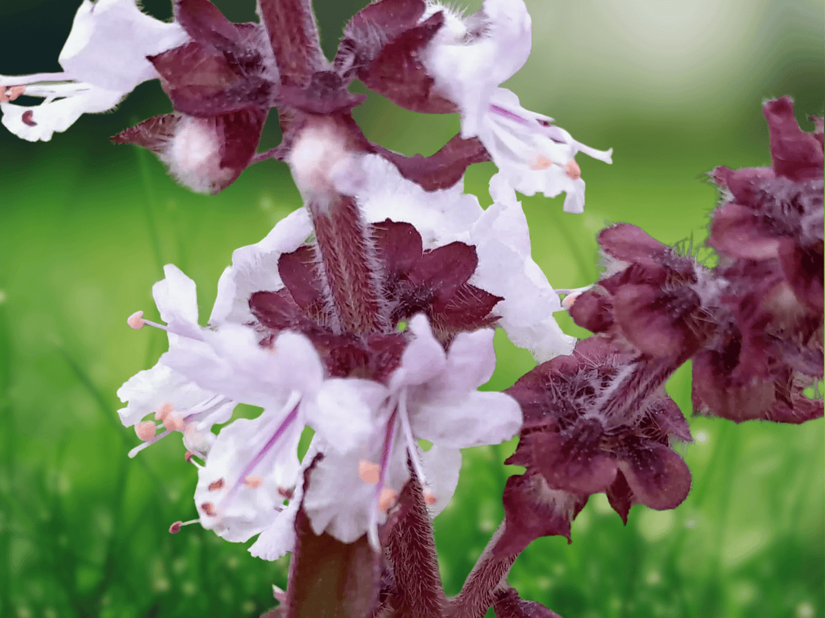 10 Seeds African Camphor Basil Ocimum kilimandscharicum Seeds Herb