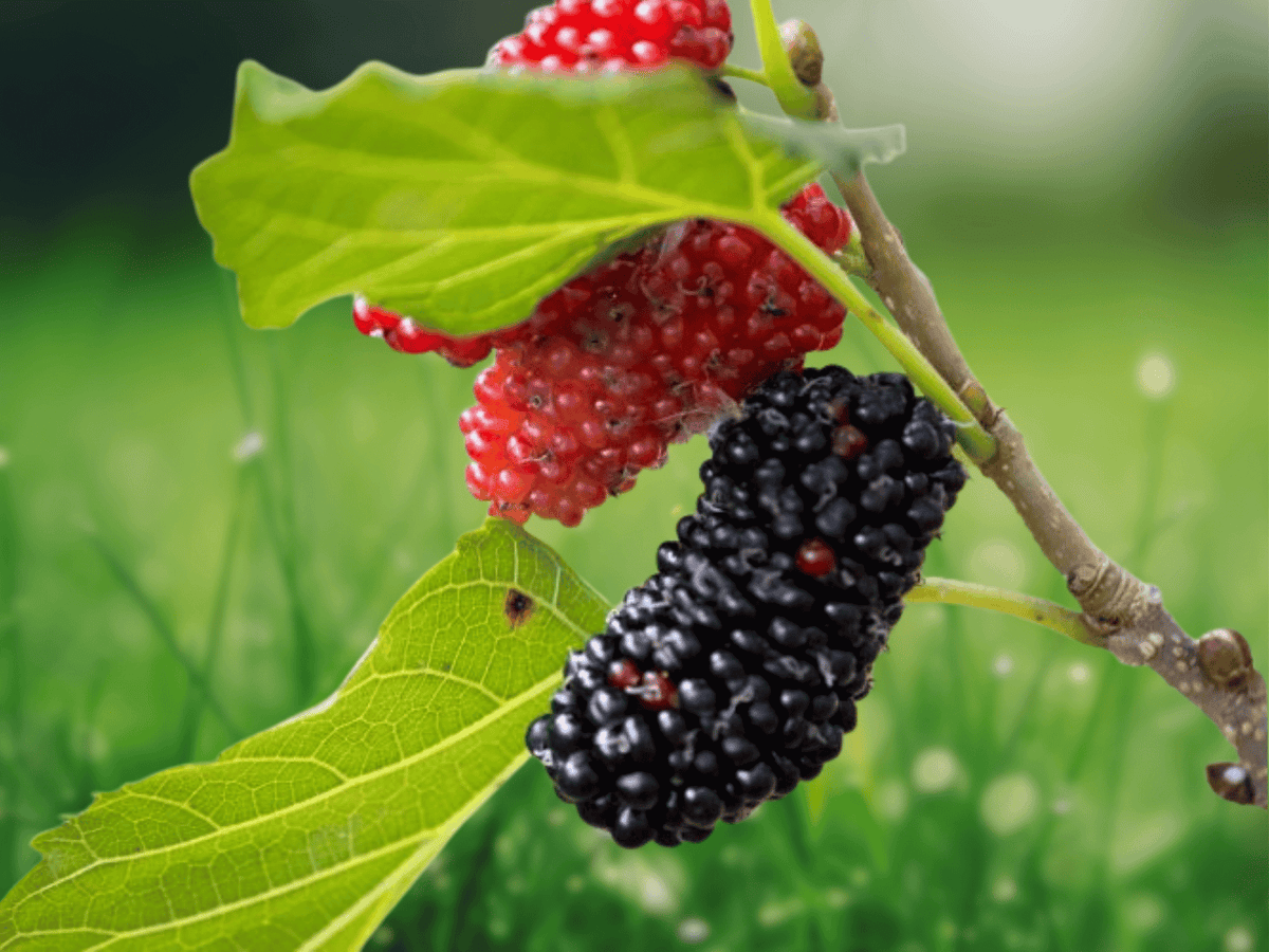 12 Inch Live Plant Mulberry Tree Illinois Everbearing Fruit Tree Starter