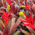 Bromeliad Plant 5" Pot Aechmea Nudicaulis Red Brazil - Vibrant Burgundy Foliage, Yellow Bloom, Tropical Houseplant