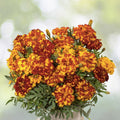 French Marigold Seeds - Tagetes Patula Durango - 20 Pack - Vibrant Annual Flowers - Free Shipping