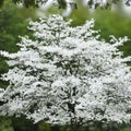 Cherokee Princess Dogwood Tree - 18+ Inch Live Plant - Cornus florida - White Flowering Bare Root Tree