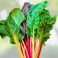 Swiss Chard Microgreens Seeds - Rainbow Mix Heirloom, Non-GMO, 50 Seeds - Beta vulgaris