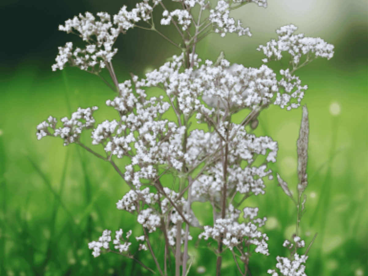 20 Seeds Anise Pimpinella anisum Herb Garden
