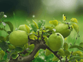5 Seeds Pseudocydonia sinensis Chinese Quince Tree