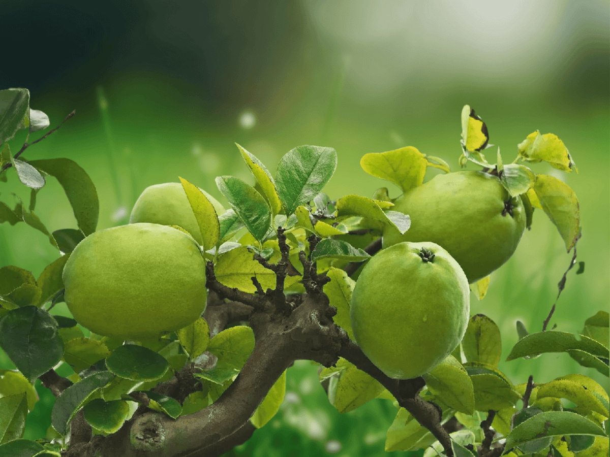 5 Seeds Pseudocydonia sinensis Chinese Quince Tree