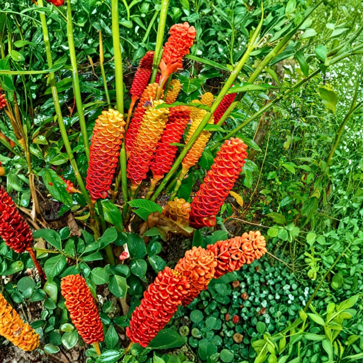 Shampoo Ginger Rhizome - 1 Fresh Zingiber zerumbet - Natural Shampoo Plant