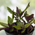 Hot Weather Spinach Collection - 12 Cuttings Okinawa, Brazilian, Longevity Edible Greens for Warm Climates