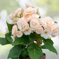 Begonia Seeds 45 or 125 Count Blush Bouquet Mix Non-GMO Flower Seeds for Gardens and Containers Begonia spp.
