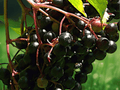 50 Seeds Black Elderberry Sambucus nigra Hardy Shrub