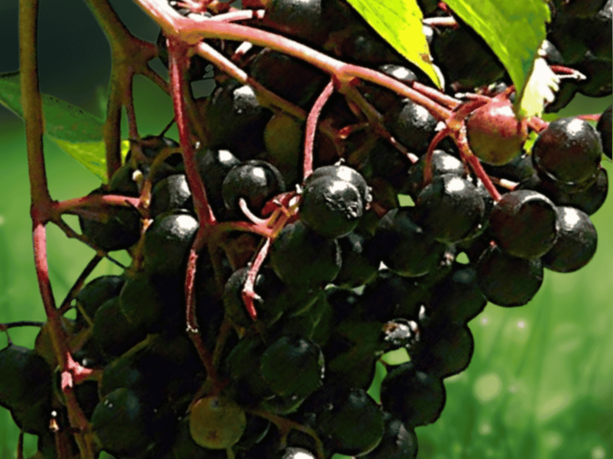 50 Seeds Black Elderberry Sambucus nigra Hardy Shrub
