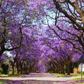 Blue Jacaranda Tree Seeds - 25 Seeds - Exotic Flowering Tree - Jacaranda mimosifolia - Ornamental Garden Plant
