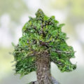Operculicarya decaryi Tree - 4.5 Year Old Succulent with Gnarly Knobby Caudex - Unique Indoor & Outdoor Plant