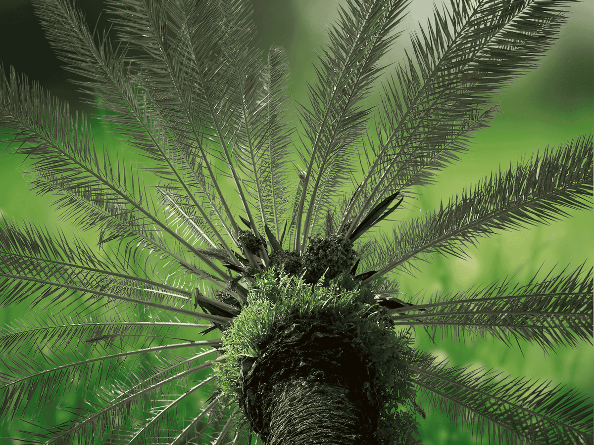 5 Seeds Phoenix rupicola Cliff Date Palm Rare Tropical Ornamental Tree