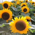 Sunspot Sunflower Seeds 30g Heirloom Non-GMO Flower Seeds Helianthus annuus for Garden Planting