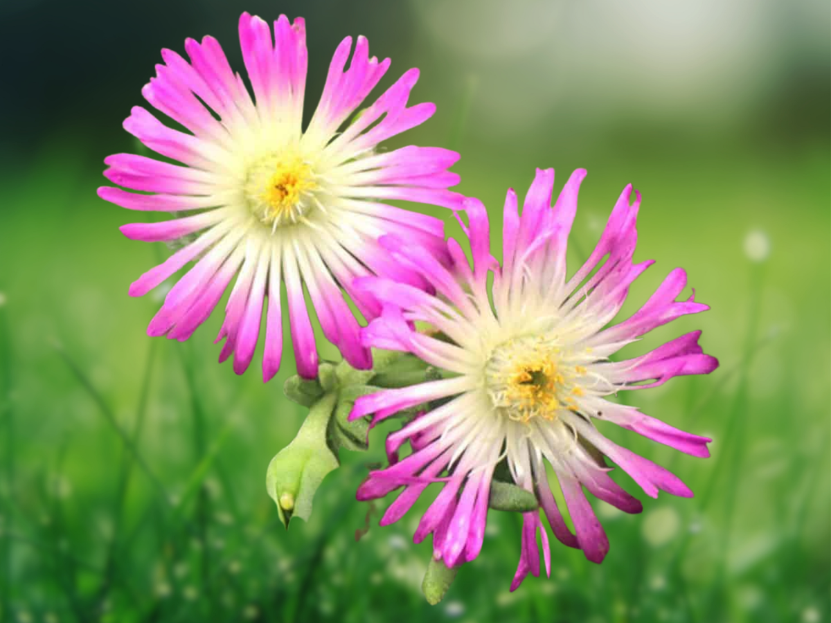 10 Seeds Delosperma floribundum Purple Ice Plant Hardy Succulent Groundcover